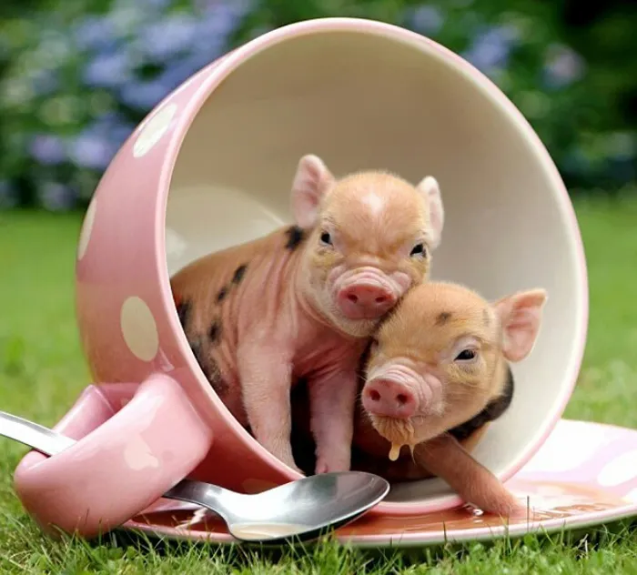 70 Cups Full Of Cuteness