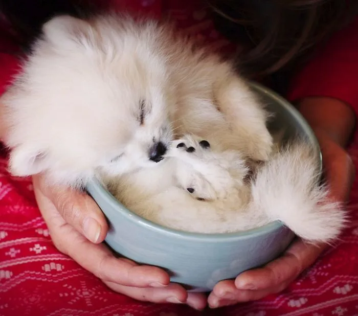 70 Cups Full Of Cuteness