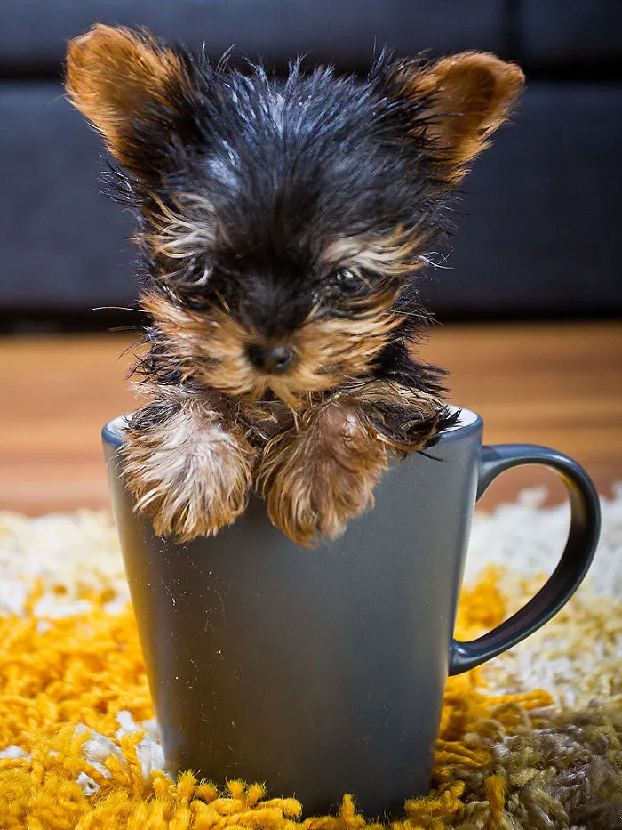 70 Cups Full Of Cuteness