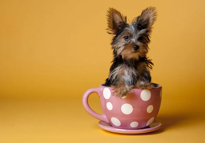 70 Cups Full Of Cuteness