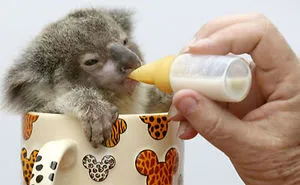 70 Cups Full Of Cuteness
