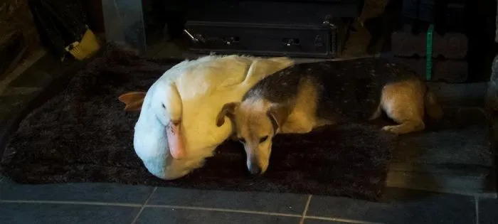 Cybil The Wonderdog &amp; Dave The Duck