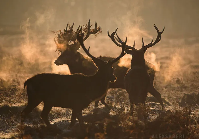 Mysterious Deers