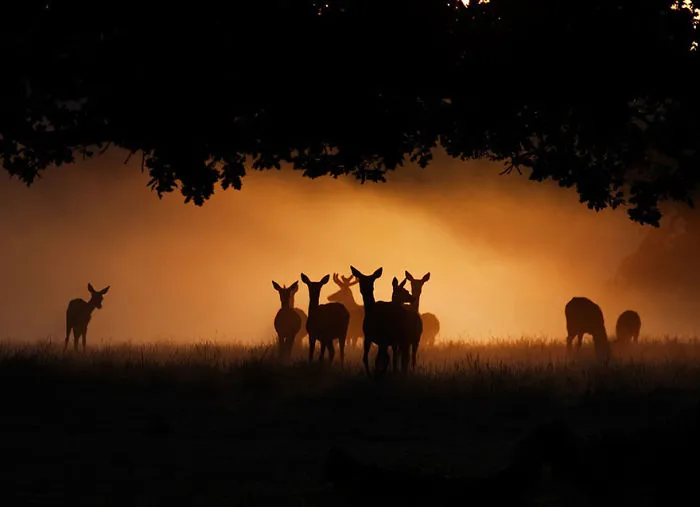 Mysterious Deers