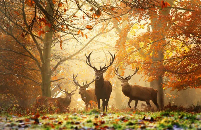 Mysterious Deers