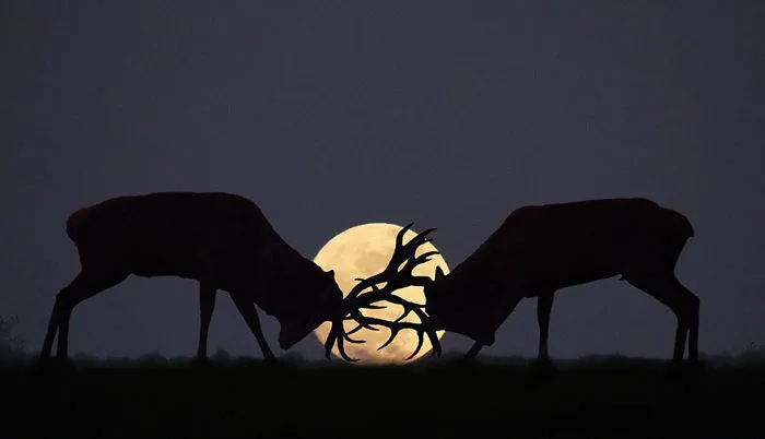 Mysterious Deers