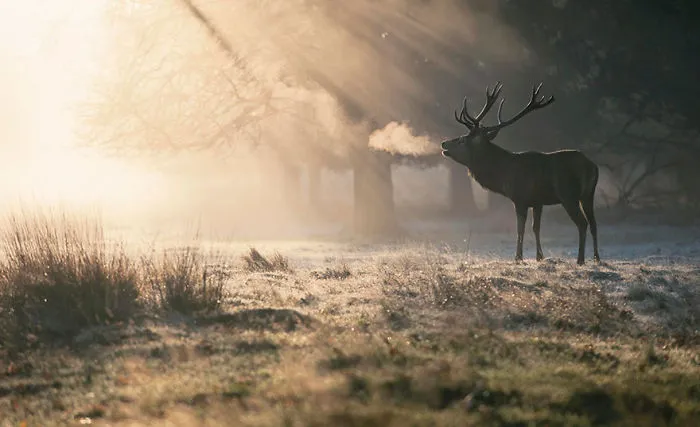 Mysterious Deers