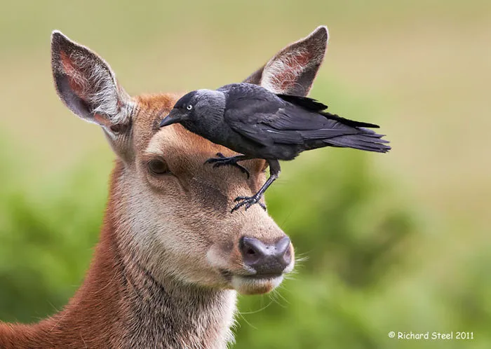 Mysterious Deers