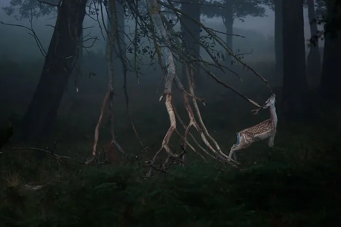 Mysterious Deers
