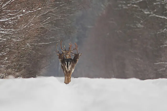 Mysterious Deers
