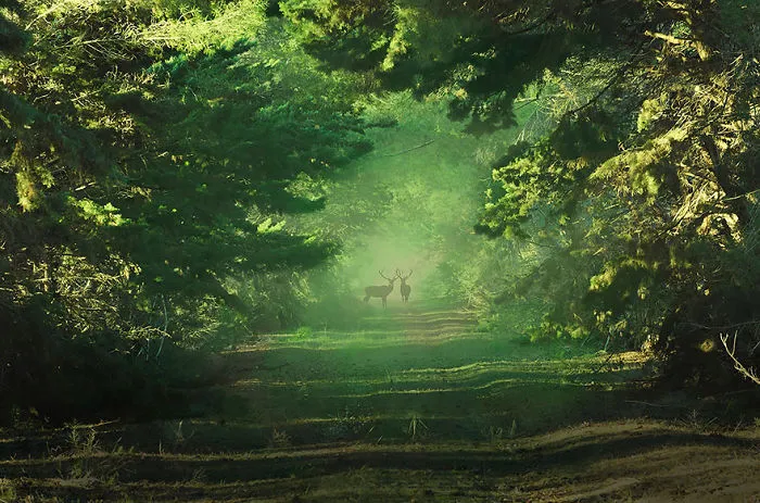 Mysterious Deers