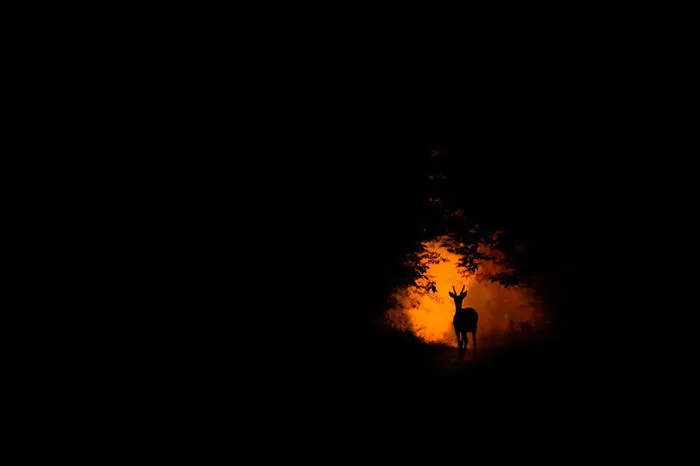 Mysterious Deers