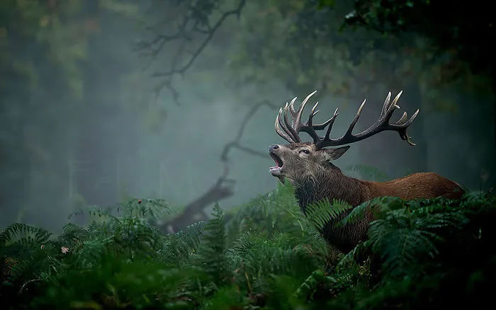 Mysterious Deers