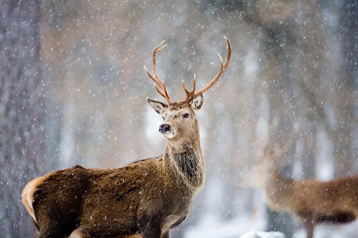 Mysterious Deers