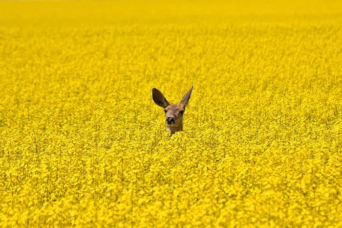 Mysterious Deers