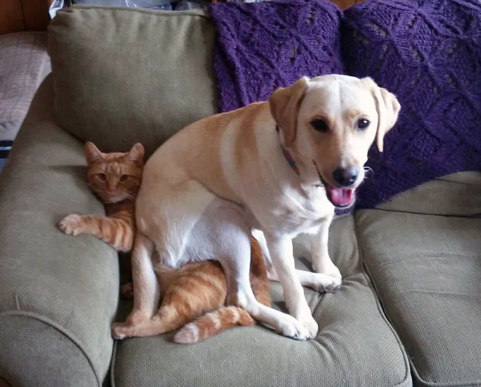 Dogs Sitting On Cats