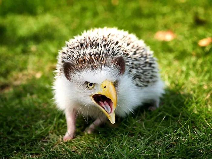 Hedgeagle