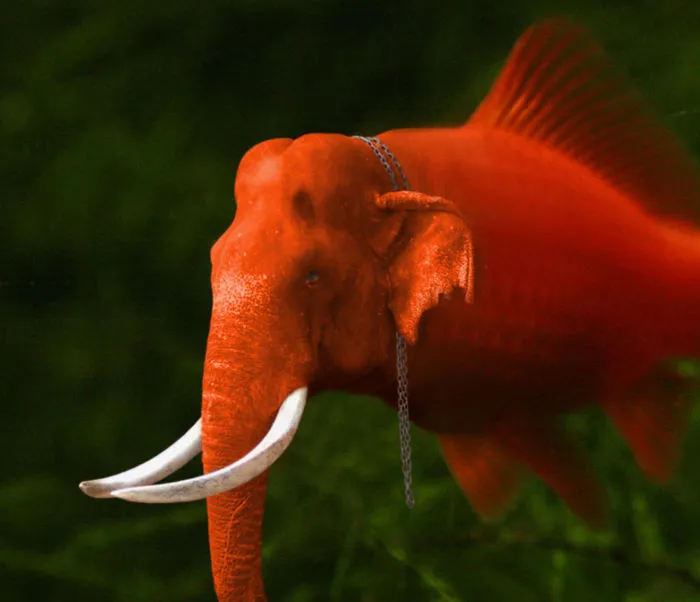 Elefish