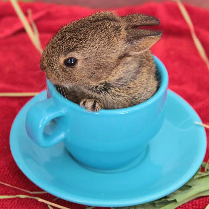70 Cups Full Of Cuteness