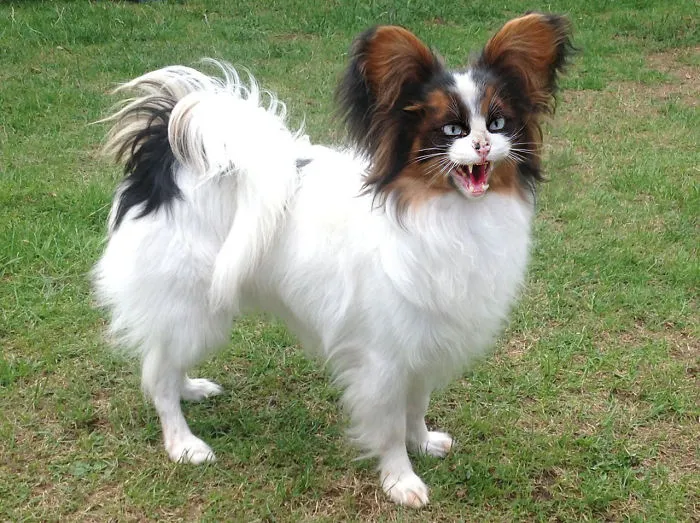 Papillat