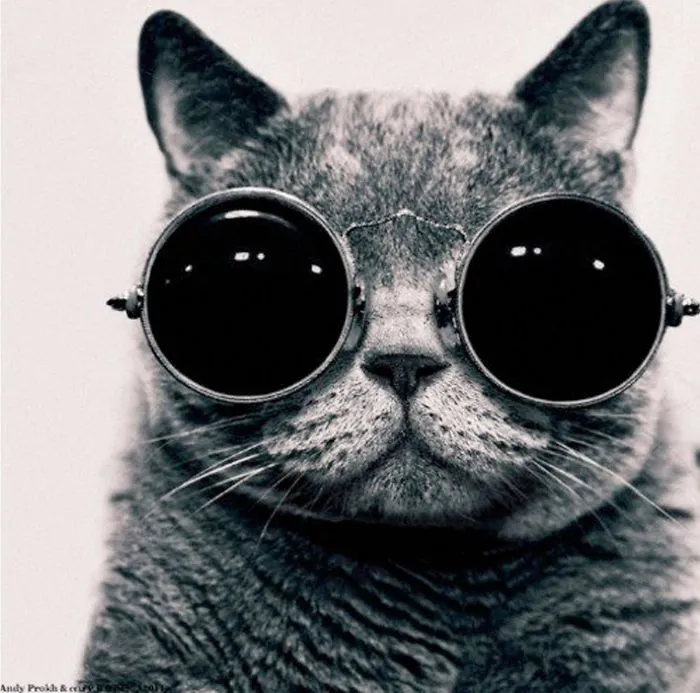Lilu, The Cat With Glasses
