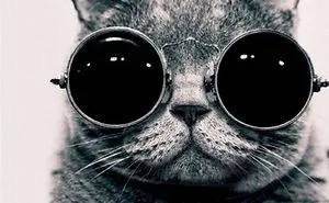 114 Of The Most Famous Cats On The Internet