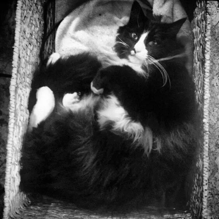 Henri, The Philosopher Chat Noir