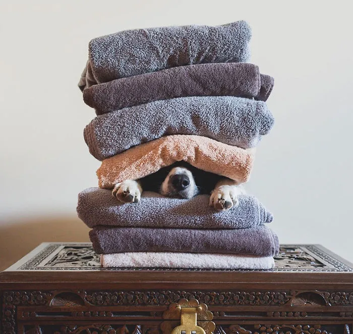 Momo, The Dog Who Loves To Hide