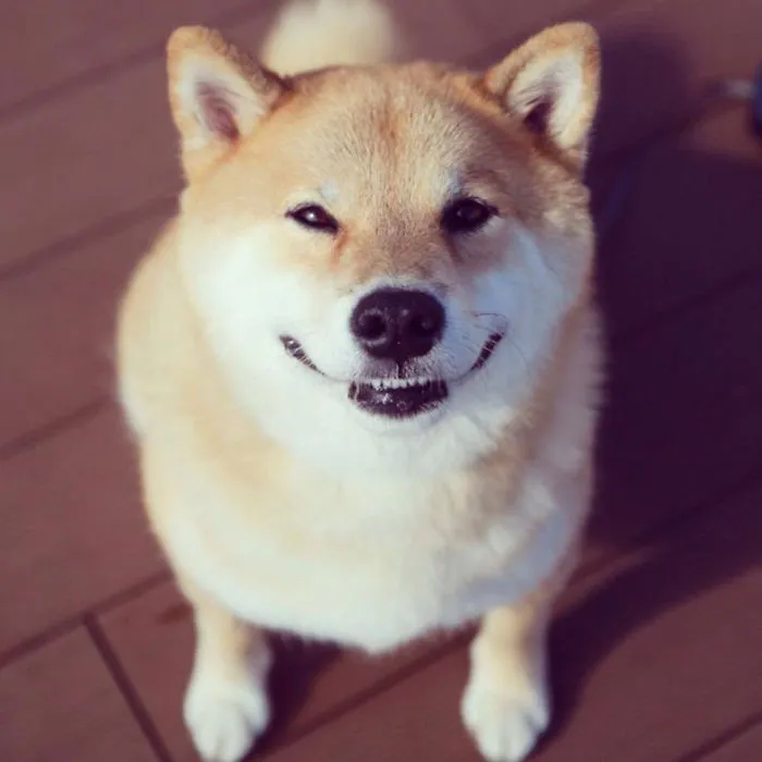 Xx+ Most Famous Dogs Of The Internet