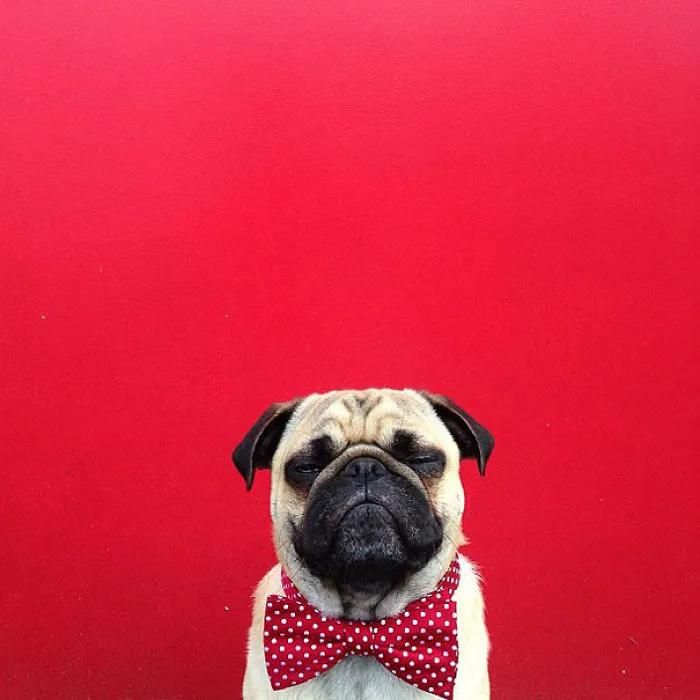 Norm, The Most Photogenic Pug