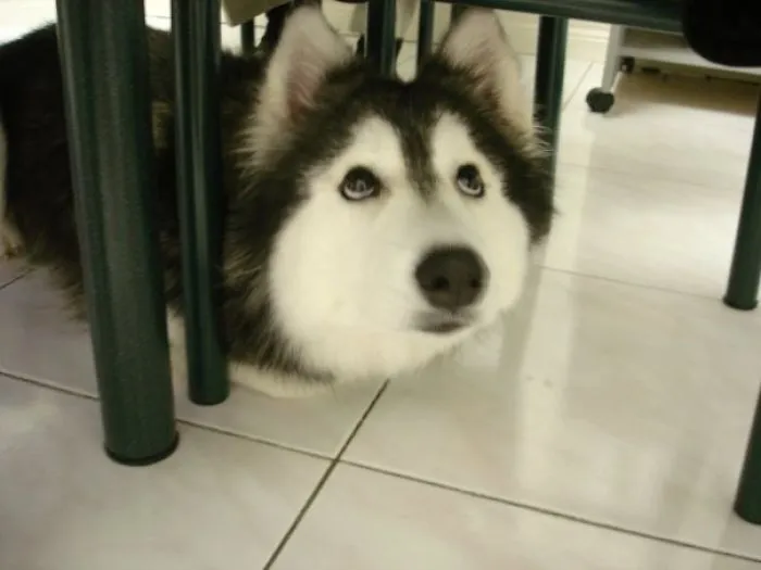 Tally, The Husky Who Acts Like A Cat