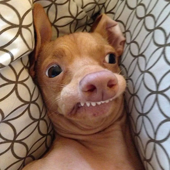 Tuna, The Rescued Chiweeny Dog