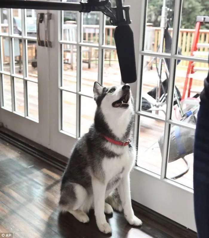 Mishka, The Talking Husky