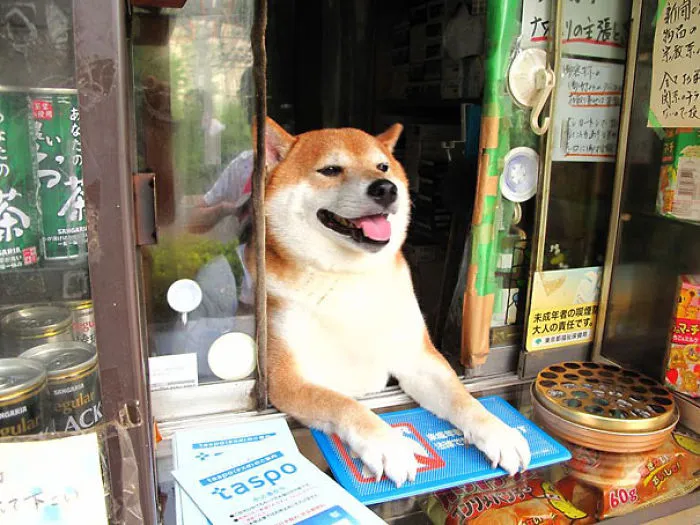 The Shiba-inu Shop Keeper From Japan