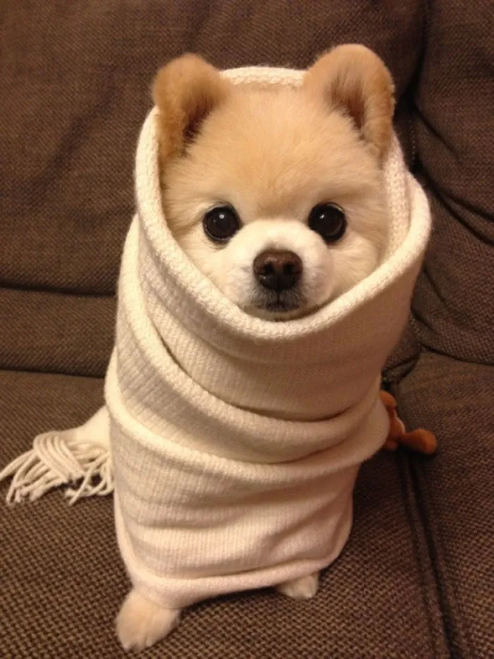 Shunsuke, The Cutie Doggie