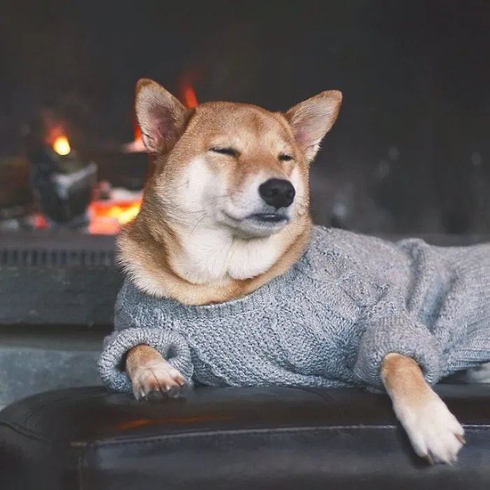 The Menswear Dog