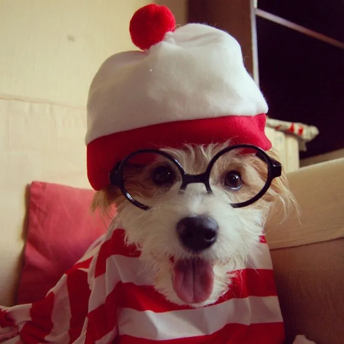 Ginny, The Dog Adoption Promoter