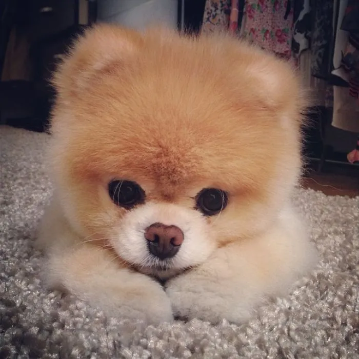 Boo, The Cutest Dog On The Internet
