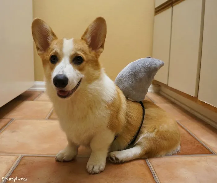 Corgnelius, The Corgiest Of All Corgies