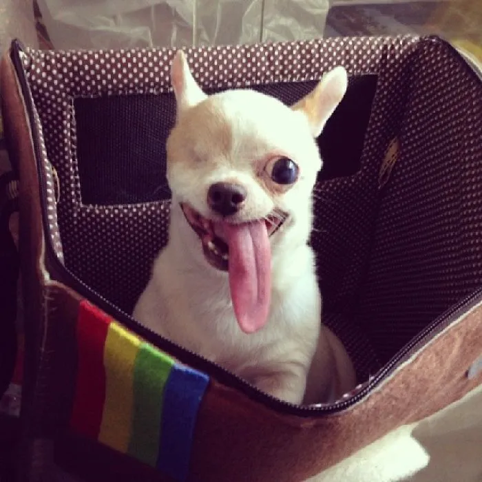 Yogurt, The Pirate Dog