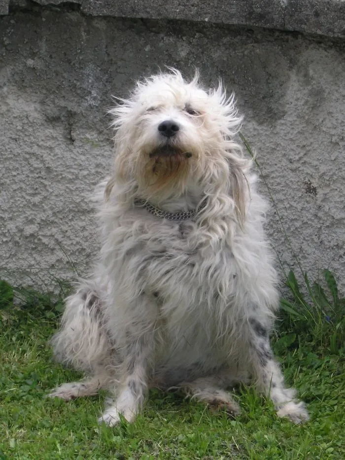 Otto, The Last King