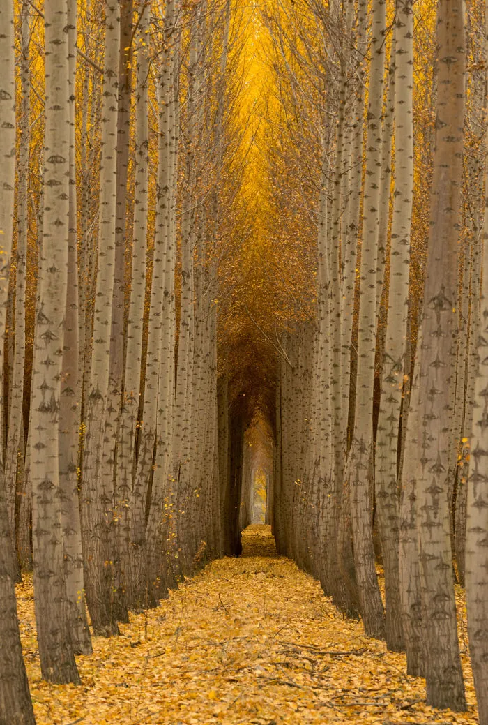 Boardman, Or