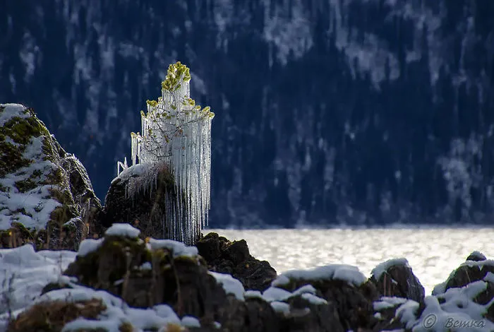 Frozen Tree