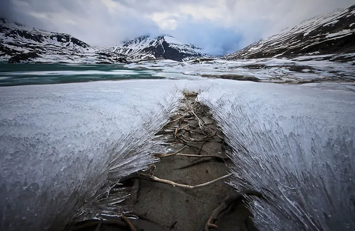 Frozen Grass