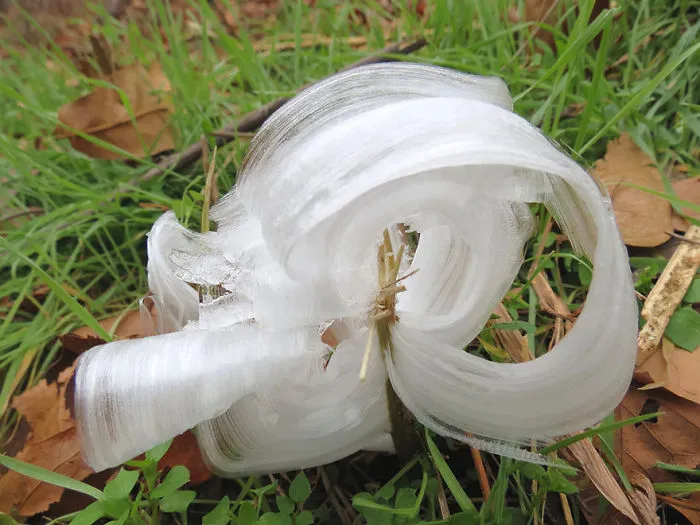 Rabbit Or Frost Flowers
