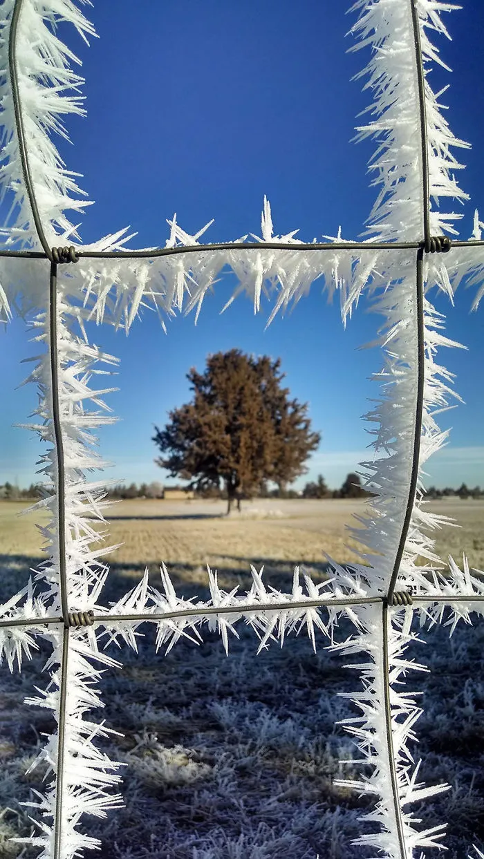 Frost On The Fence