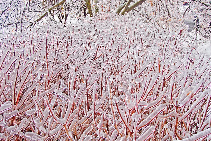 Icicle Bush