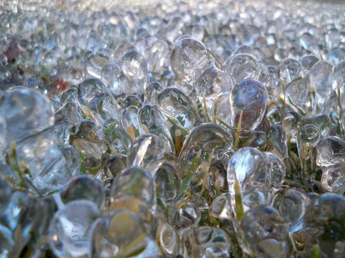 Grass After Freezing Rain
