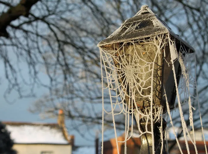 Frosted Lace
