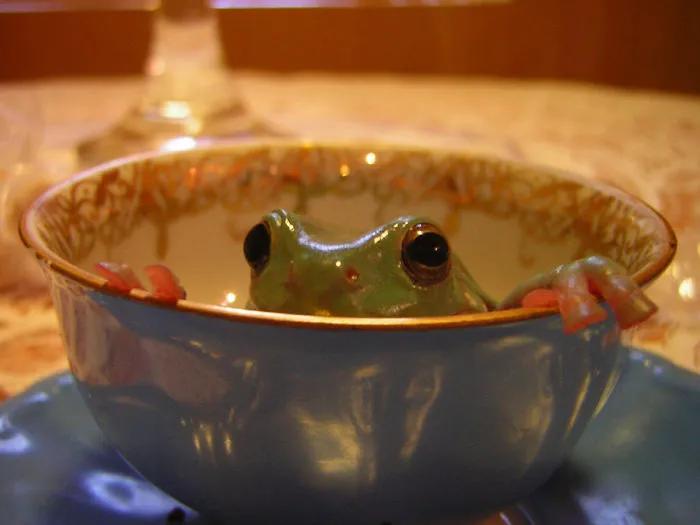 70 Cups Full Of Cuteness
